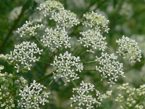 Bolehlav škvrnitý (Conium maculatum) – detail zložených okolíkov s drobnými bielymi kvetmi