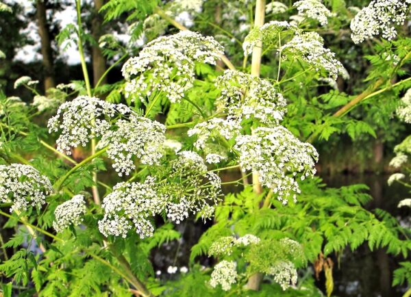 Bolehlav škvrnitý (Conium maculatum) – rozkonárený porast s bielymi zloženými okolíkmi a jemne perovito zloženými listami