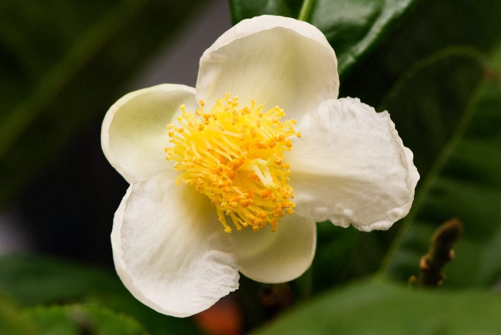 Čajovník (Camellia sinensis)