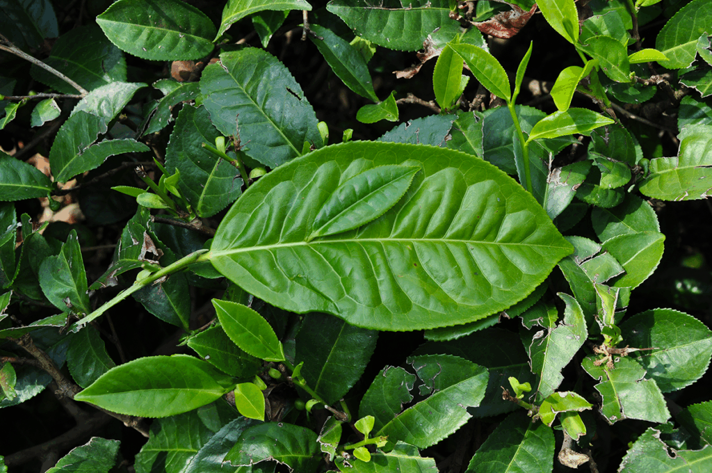 Camellia sinensis var. assamica