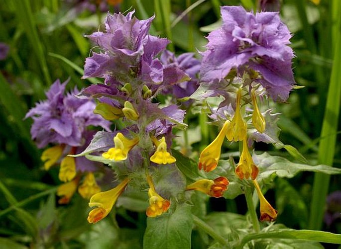 Černýš hajní (Melampyrum nemorosum)