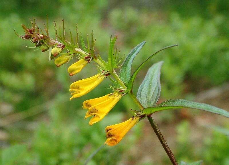 Černýš luční (Melampyrum pratense)