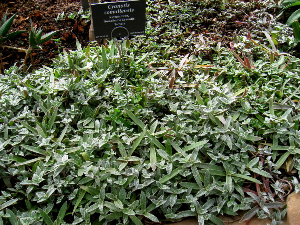 Cyanotis 1 Cyanotis somaliensis