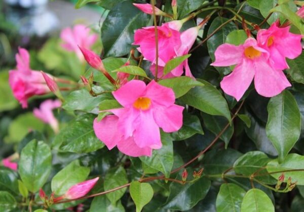 Dipladénia (Dipladenia, syn. Mandevilla) s ružovými rúrkovitými kvetmi na slnečnom chránenom stanovišti