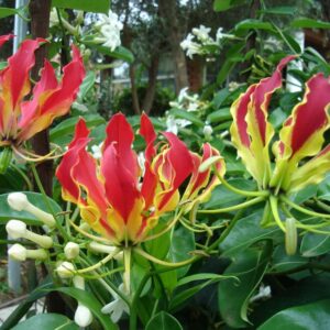 Glorioza (Gloriosa)