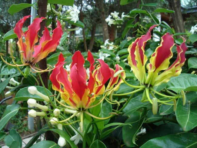 Glorioza (Gloriosa)