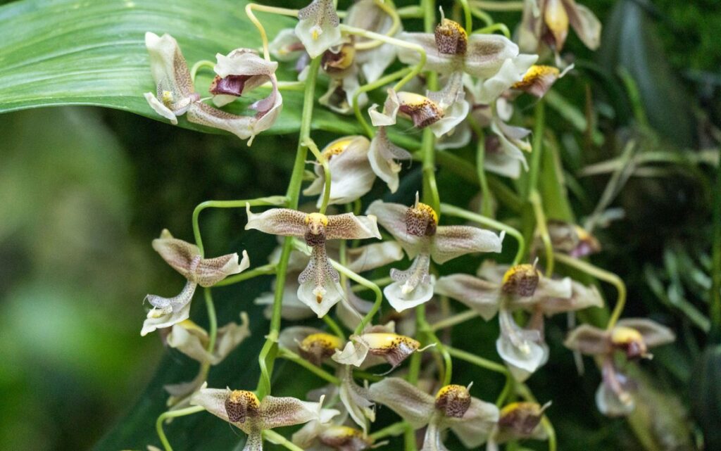 Gongora (Gongora)