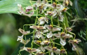 Gongora (Gongora)
