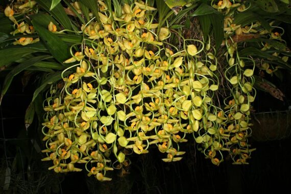 Gongora galeata