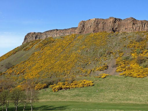 Hlodáš evropský (Ulex europaeus)