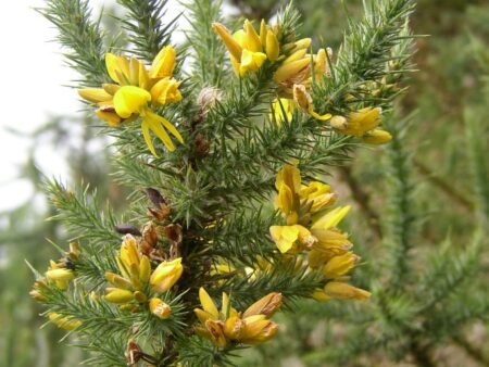 Hlodáš evropský (Ulex europaeus)