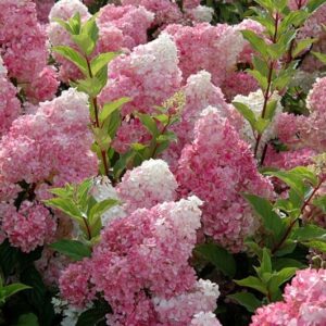 Hortenzie latnatá (Hydrangea paniculata)