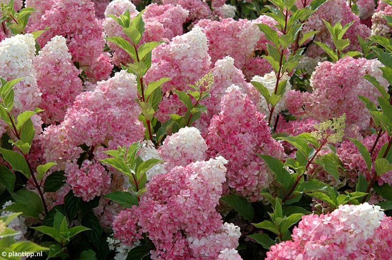 Hortenzie latnatá 1 Hortenzie latnatá (Hydrangea paniculata)