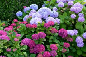 Hortenzie velkolistá (Hydrangea macrophylla)
