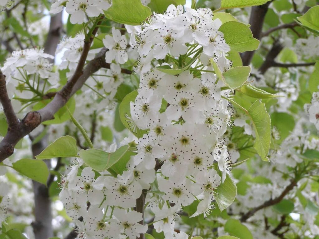 Hrušeň Calleryova (Pyrus calleryana)