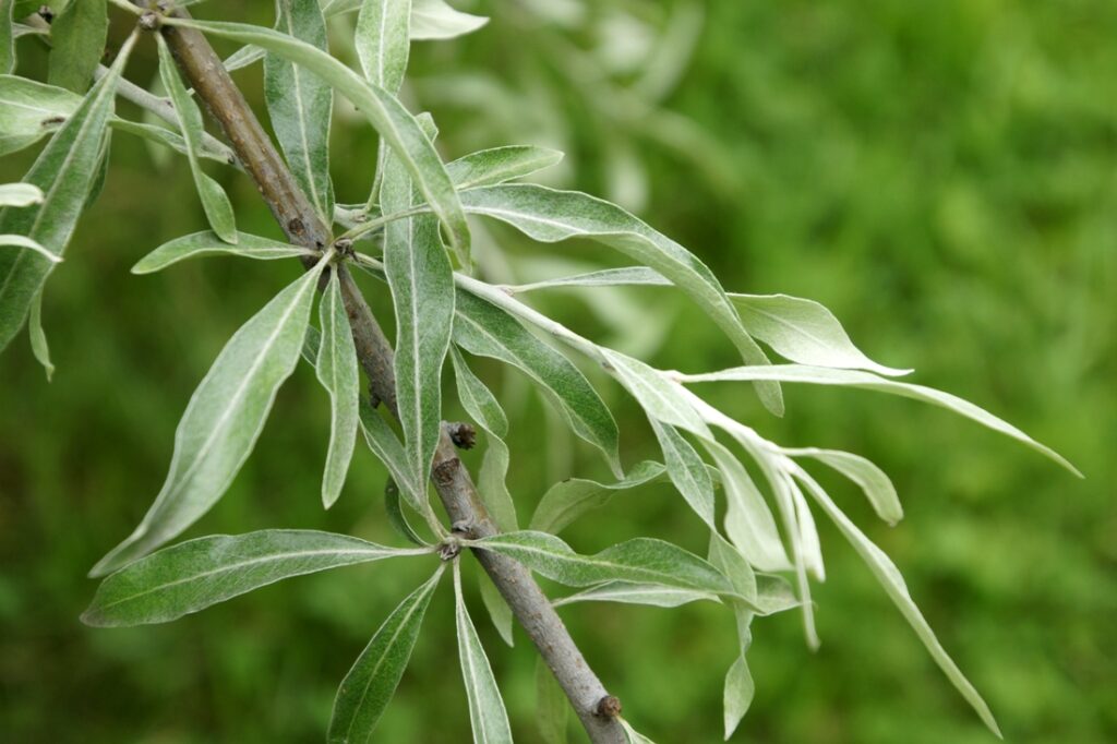 Hrušeň hlošinolistá (Pyrus elaeagrifolia)