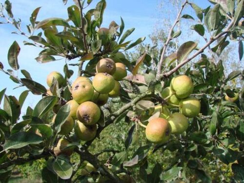 Hrušeň sněžná (Pyrus nivalis)