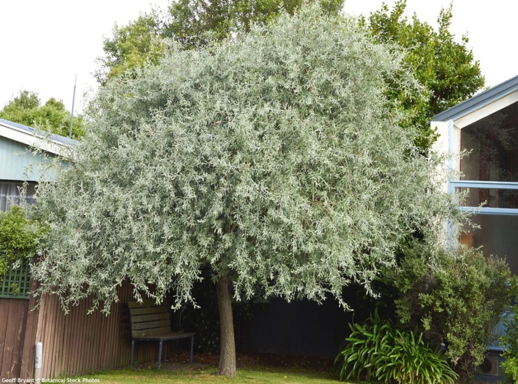 Hrušeň vrbolistá (Pyrus salicifolia)