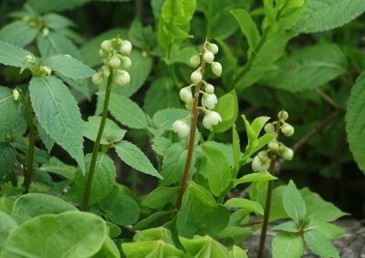 Hruštička jednostranná (Pyrola secunda)