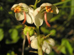 Hruštička okrouhlolistá (Pyrola rotundifolia)