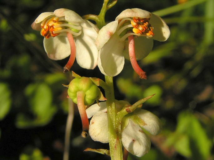 Hruštička okrouhlolistá (Pyrola rotundifolia)