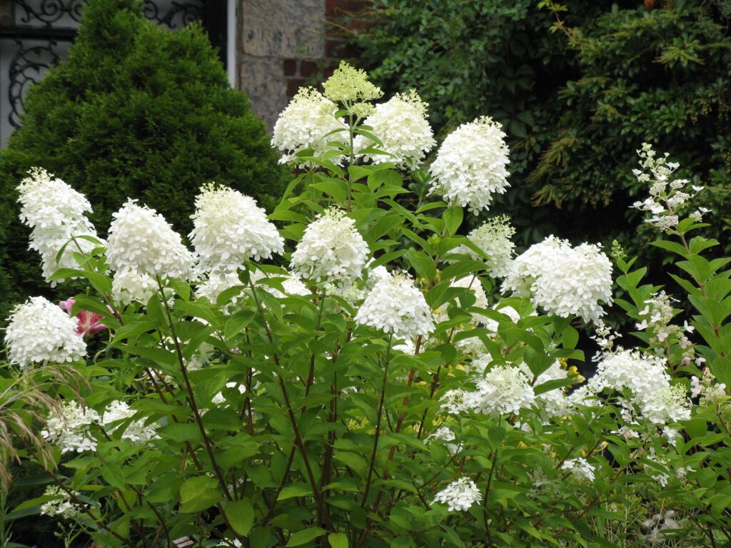 Hortenzie latnatá 3 Hydrangea paniculata 'Grandiflora'