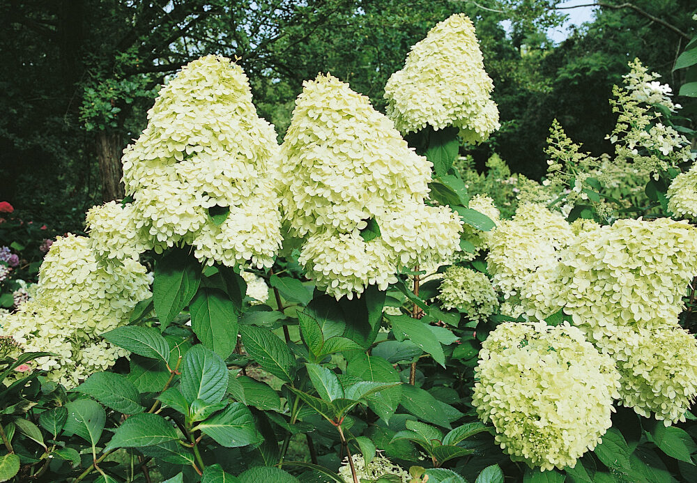 Hortenzie latnatá 2 Hydrangea paniculata 'Limelight'