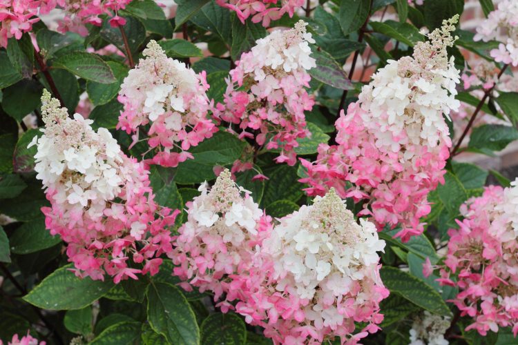 Hortenzie latnatá 5 Hydrangea paniculata 'Pinky Winky'