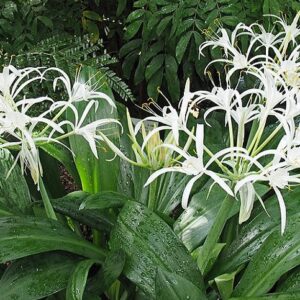 Hymenokalis (Hymenocallis)