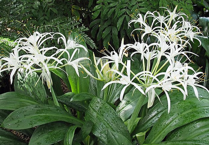 Hymenokalis (Hymenocallis)