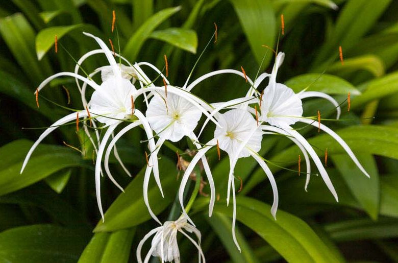 Hymenokallis pobřežní (Hymenocallis littoralis)