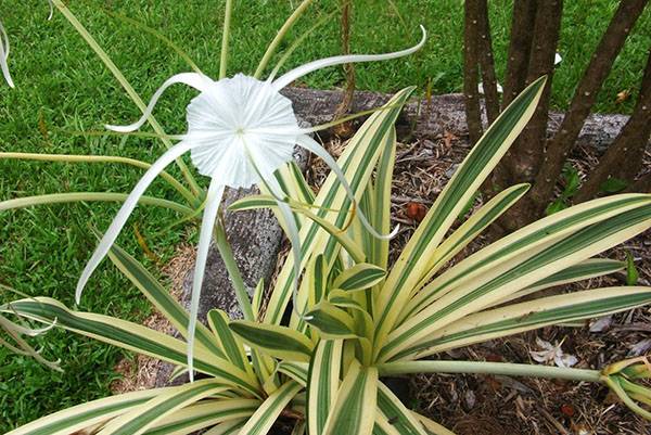Hymenokallis půvabný (Hymenocallis speciosa)