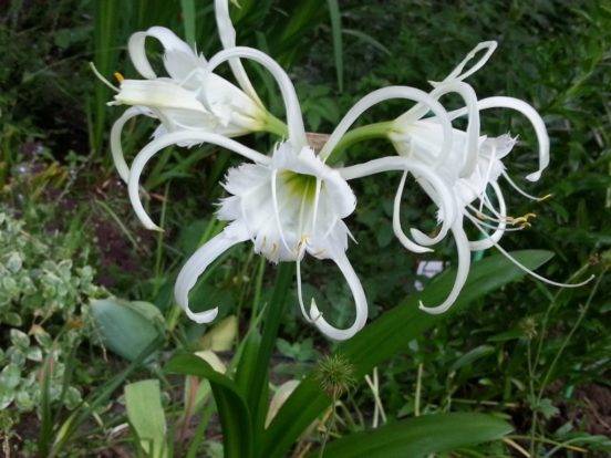 Hymenokallis zářivý (Hymenocallis festalis)