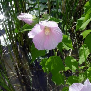 Ibišek bahenní (Hibiscus moscheutos)