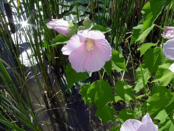 Ibištek bahenný (Hibiscus moscheutos) kvitnúci na slnečnom vlhkom stanovišti pri vodnej ploche