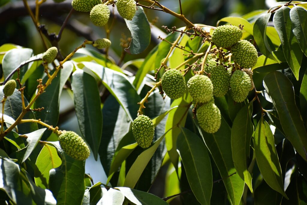 Liči 2 Liči čínské (Litchi chinensis)