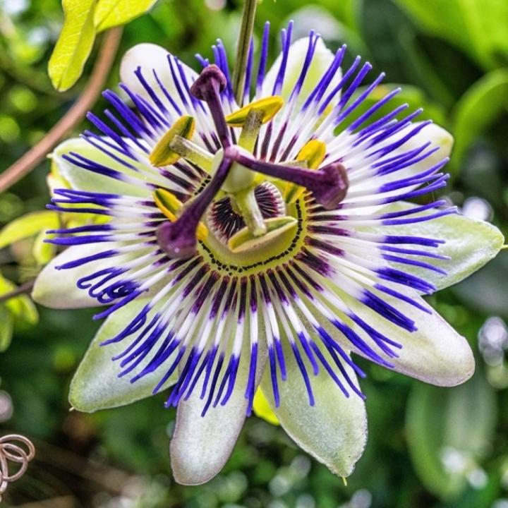 Mučenka modrá (Passiflora caerulea)