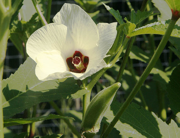 Okra (Abelmoschus esculentus)