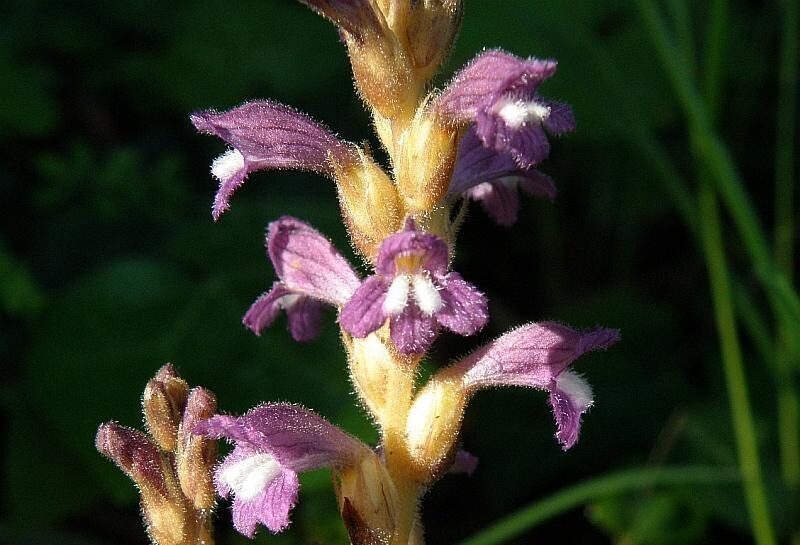 Záraza větevnatá (Orobanche ramosa)