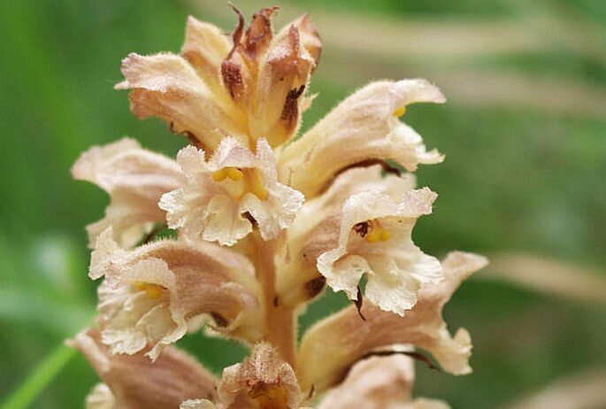 Záraza žlutá (Orobanche lutea)
