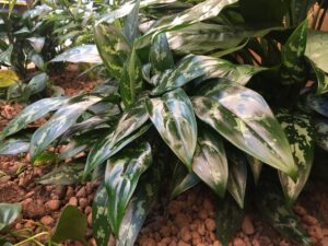 Aglaonema pěstování