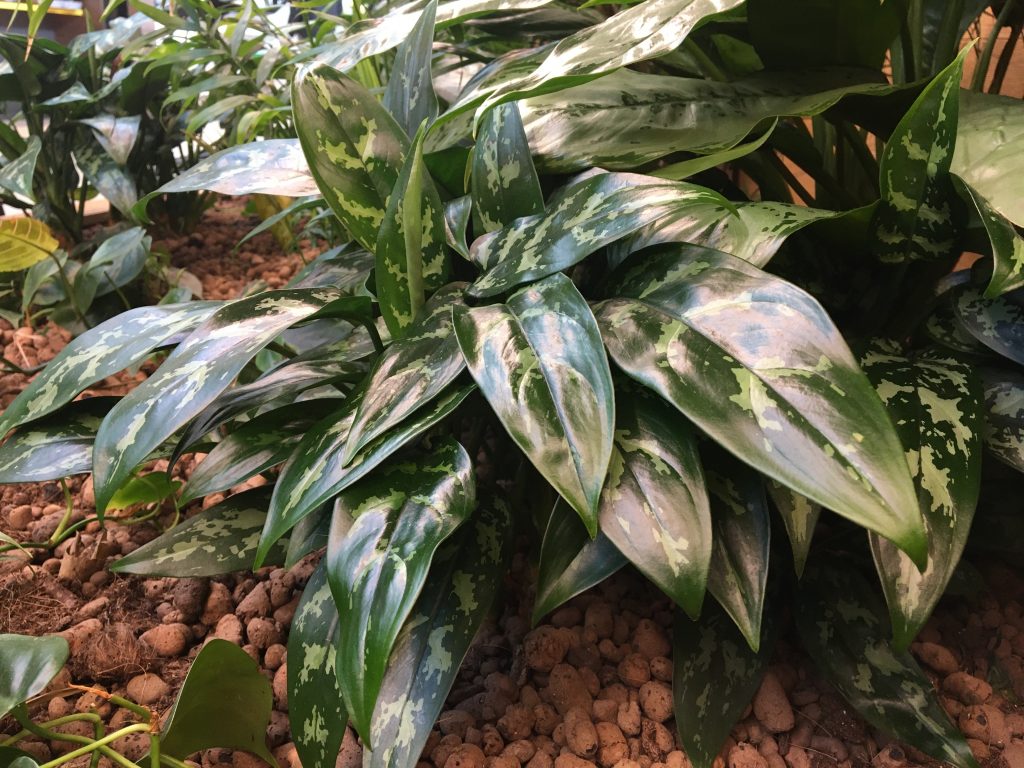 Aglaonema pěstování