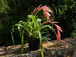 Billbergie nicí (Billbergia nutans)