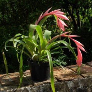 Billbergie nicí (Billbergia nutans)