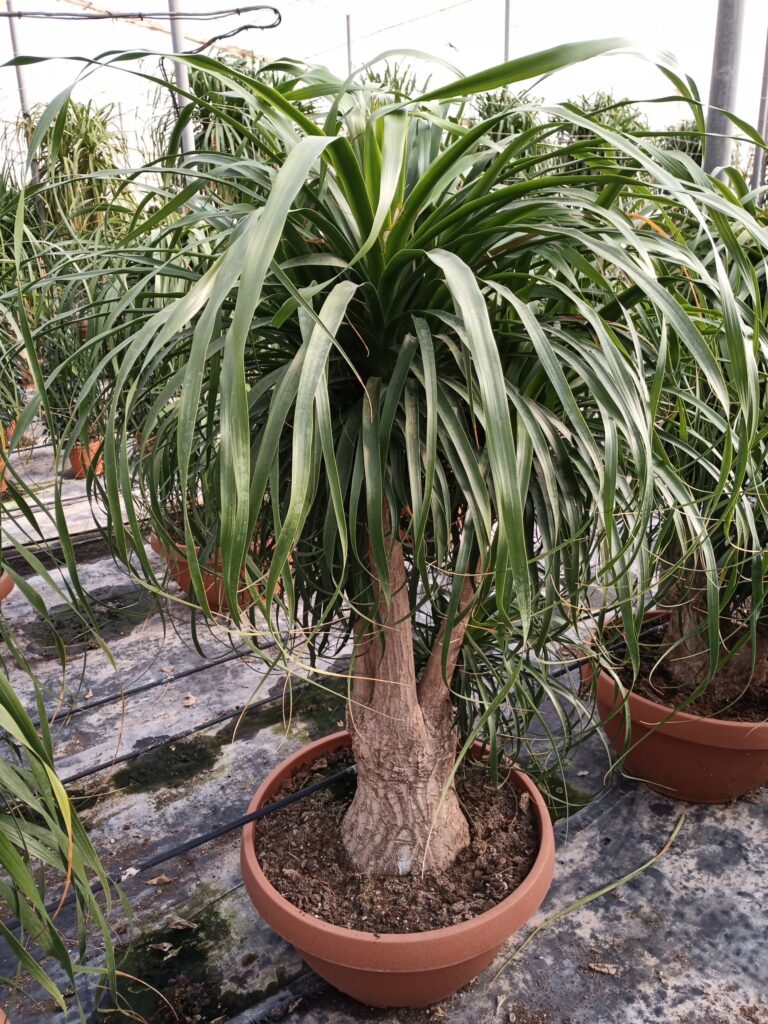 Bokarnea (Beaucarnea recurvata)