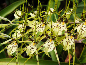 Brassie (Brassia)