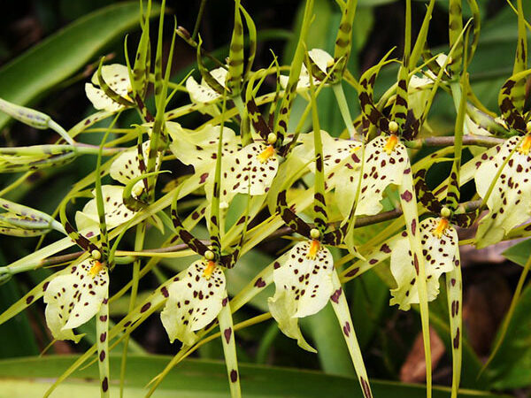 Brassie (Brassia)