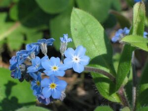 Pomněnka lesní (Myosotis sylvatica)