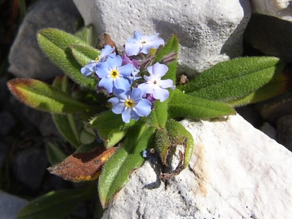 Nezábudka alpínska (Myosotis alpestris) v horskej skalke