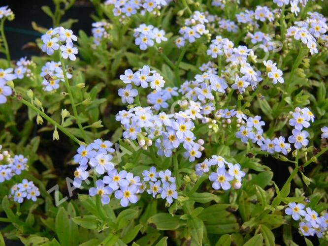 Pomněnka bahenní (Myosotis scorpioides)